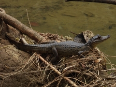 Caiman crocodilus