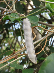 Mansoa hymenaea