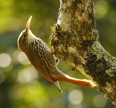 Lepidocolaptes squamatus
