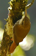 Lepidocolaptes squamatus