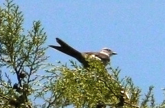 Muscipipra vetula