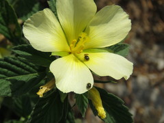 Curculionidae