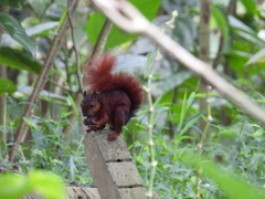 Sciurus granatensis