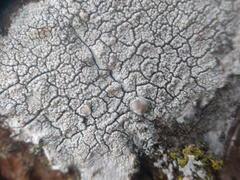 Lecanora confusa