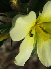 Curculionidae