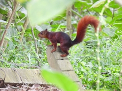 Sciurus granatensis