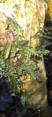 Hymenophylloideae