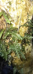 Hymenophylloideae