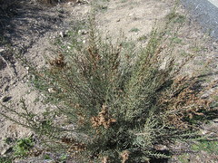 Hammada articulata