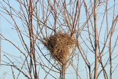 Auriparus flaviceps