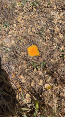 Eschscholzia caespitosa