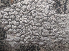 Pertusaria leioplaca