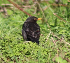 Turdus merula
