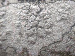 Pertusaria leioplaca