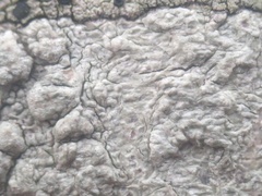 Pertusaria leioplaca