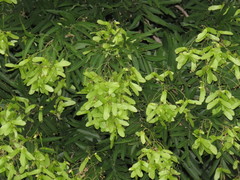 Thouinidium decandrum