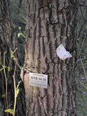 Tilia miqueliana