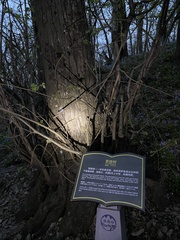 Tilia miqueliana