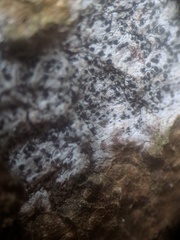 Anisomeridium biforme