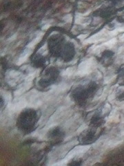 Anisomeridium biforme