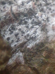 Anisomeridium biforme