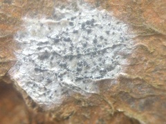 Anisomeridium biforme
