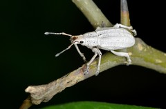 Compsus auricephalus