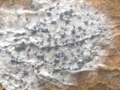 Anisomeridium biforme