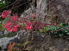 Echeveria amoena