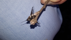 Bombylius major