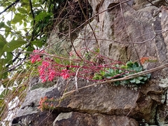 Echeveria amoena