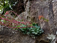 Echeveria amoena
