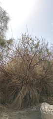 Salix acmophylla
