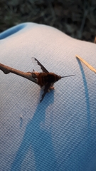 Bombylius major