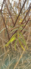 Salix acmophylla