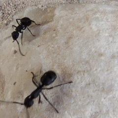 Polyrhachis lacteipennis