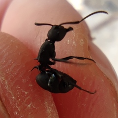 Polyrhachis lacteipennis