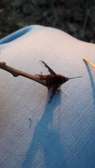 Bombylius major