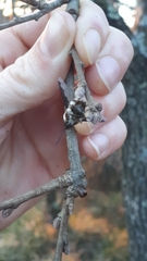 Bombylius major