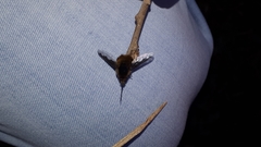 Bombylius major