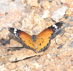 Danaus chrysippus