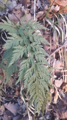 Asplenium onopteris