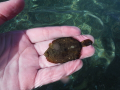 Pleuronichthys coenosus