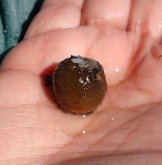 Bunodosoma cavernatum