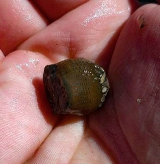 Bunodosoma cavernatum