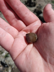 Bunodosoma cavernatum