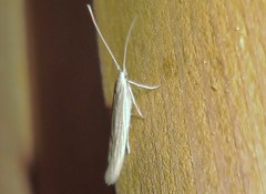 Coleophora peribenanderi