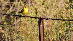 Pseudocolopteryx acutipennis
