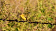 Pseudocolopteryx acutipennis