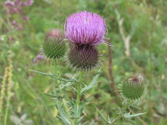 Cirsium ukranicum